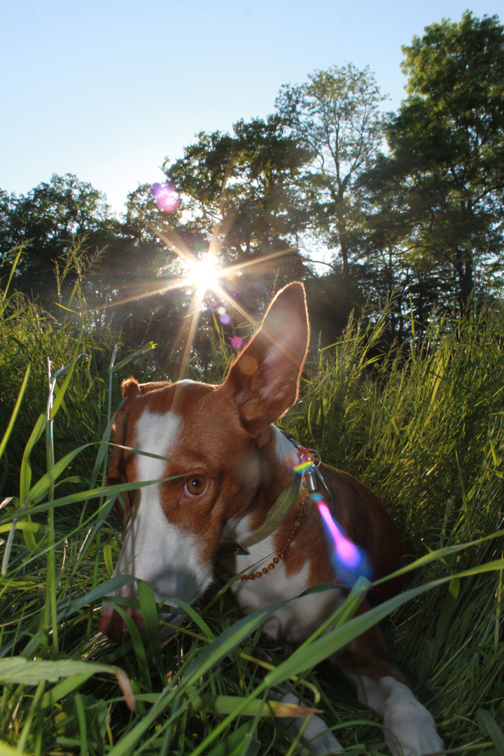 Tato unser Podenco