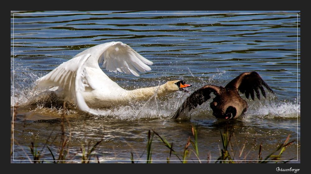 TATORT - Am See ... *11*