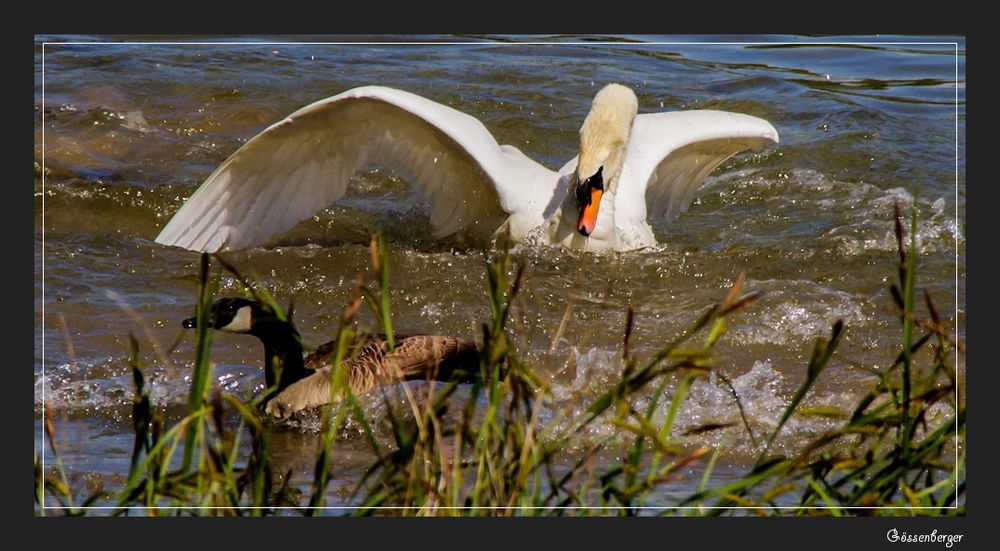 TATORT - Am See ... *12*