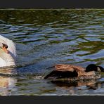 TATORT - Am See ... *8-9-10*