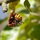 Tatort Apfelbaum -  Hornisse ( Vespa crabro germana) mit Beute 