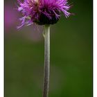 tatransky bodliak-thistle