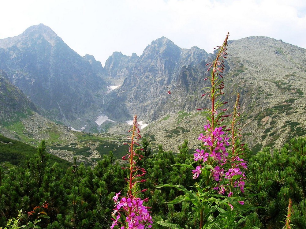 Tatry and flowers