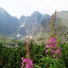 Tatry and flowers