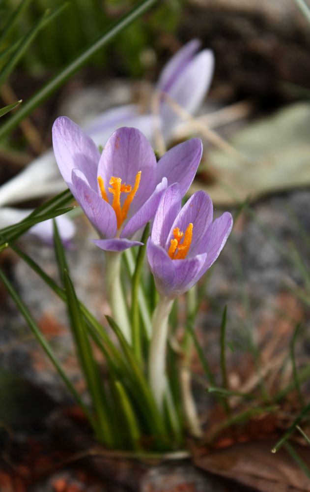 Tatsache, es wird Frühling...