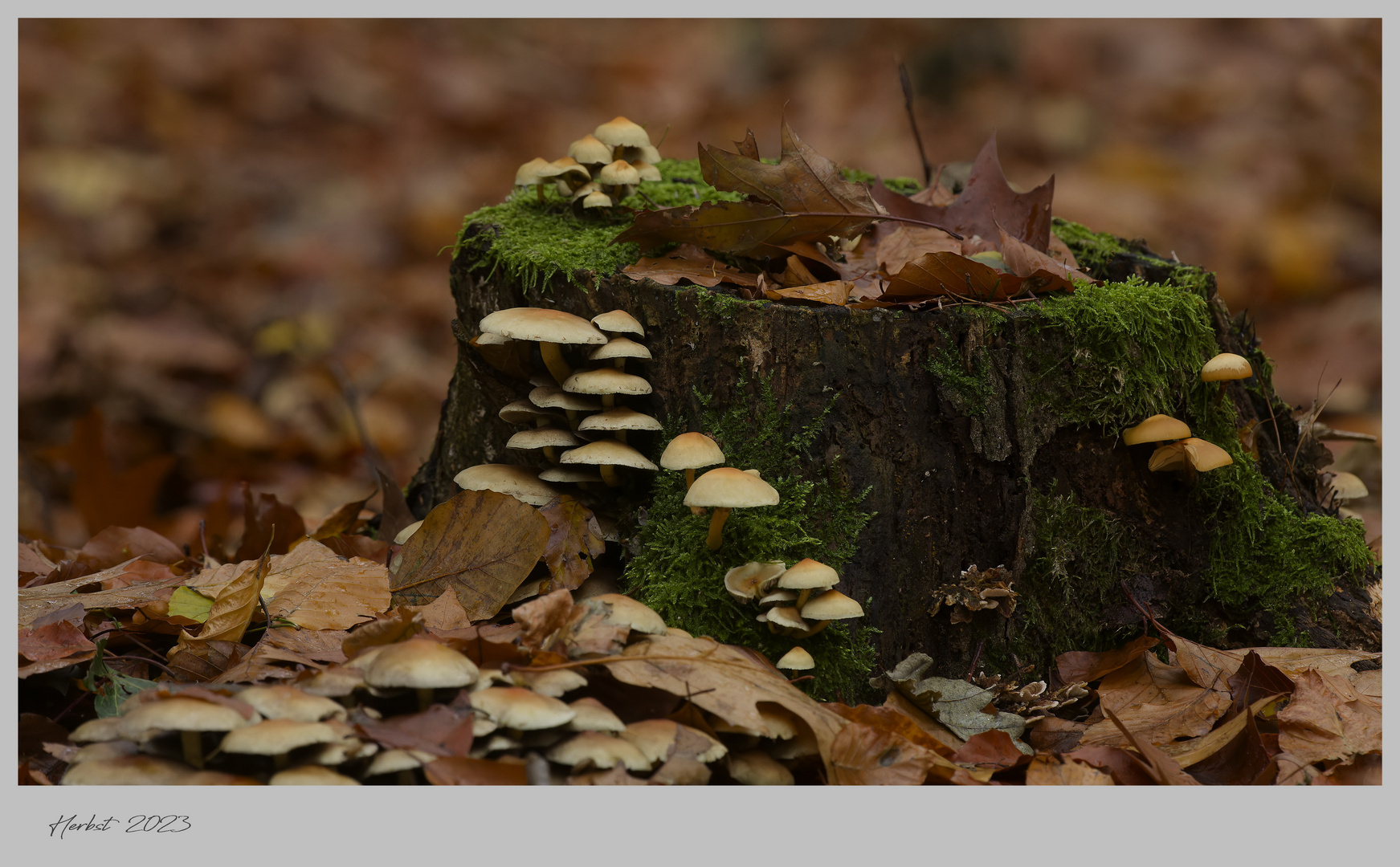 ... tatsächlich ,  es ist Herbst .. 