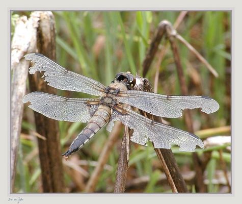 Tatsächlich 'ne Libelle