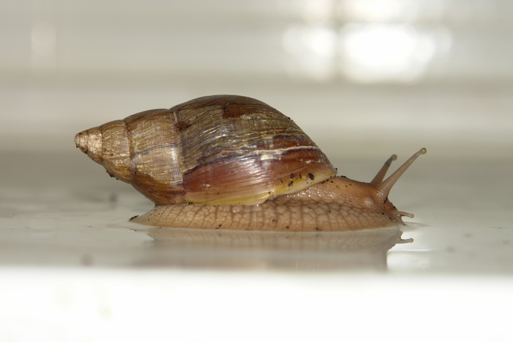 Tatze die Schnecke