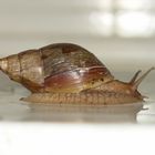 Tatze die Schnecke