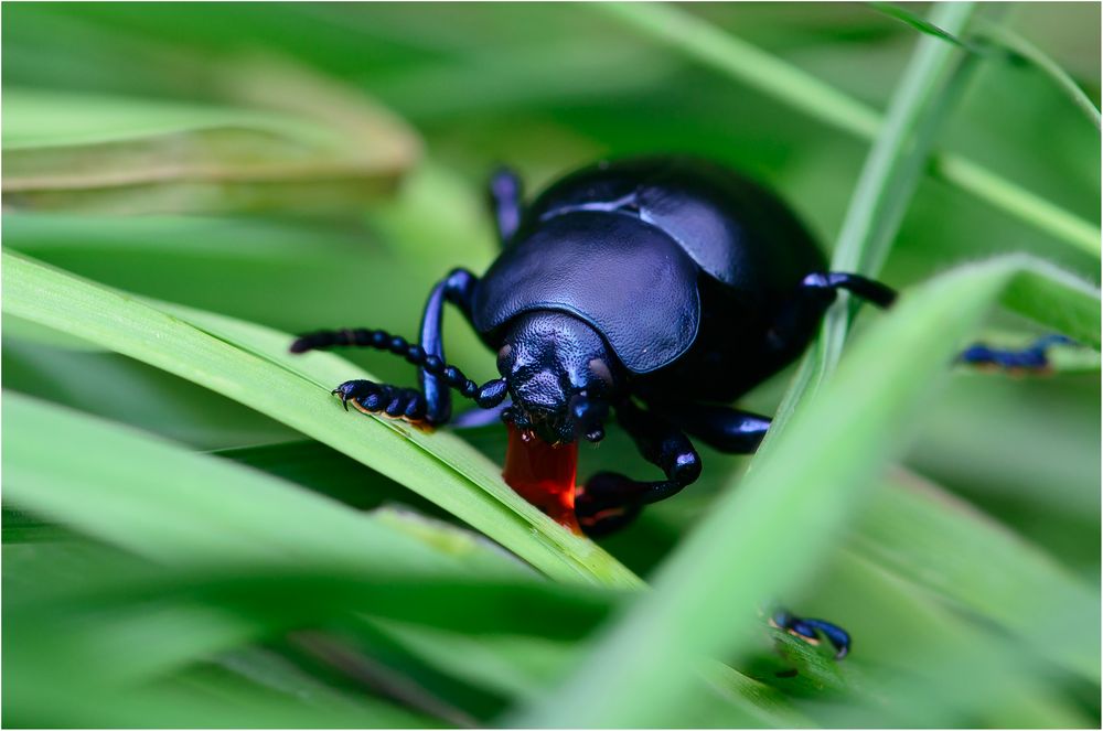 Tatzenkäfer (Timarcha goettingensis)