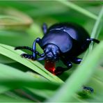 Tatzenkäfer (Timarcha goettingensis)