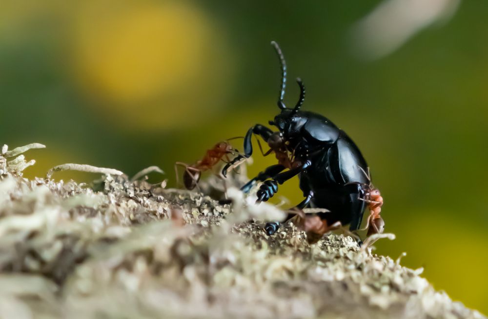 Tatzenkäfer  (Timarcha goettingensis) 