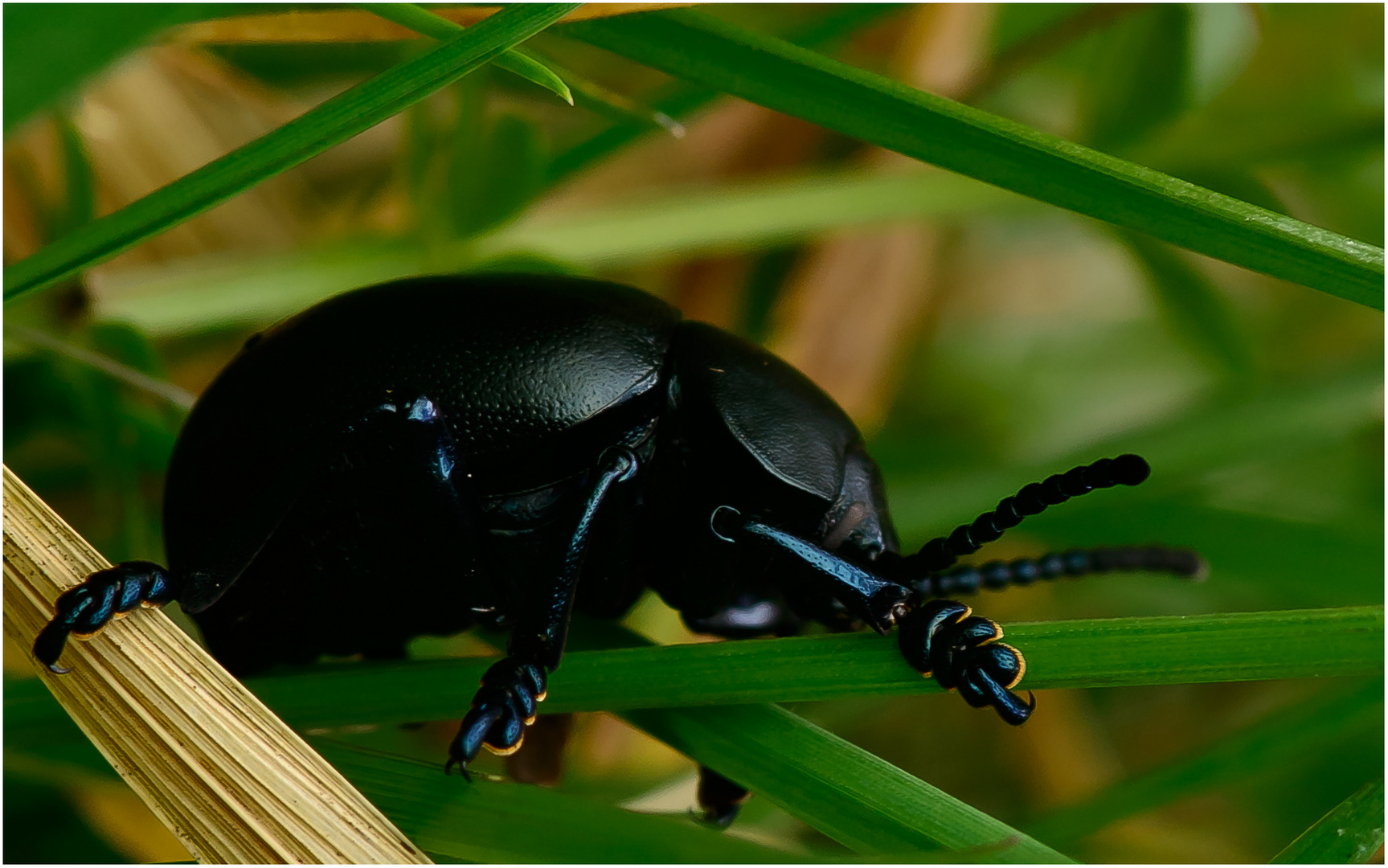 Tatzenkäfer  (Timarcha goettingensis)