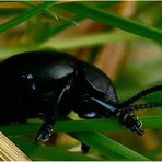 Tatzenkäfer  (Timarcha goettingensis)