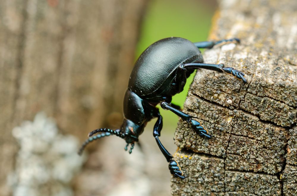 Tatzenkäfer (Timarcha tenebricosa)