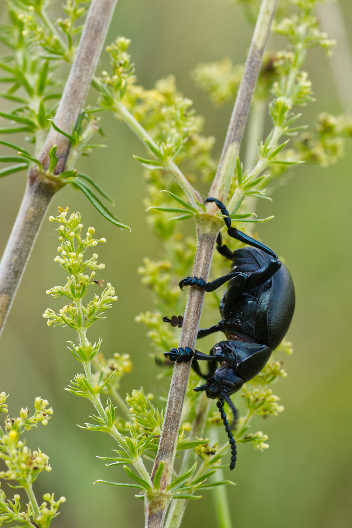 Tatzenkäfer (Timarcha tenebricosa) auf Echtem Labkraut (Galium verum)