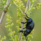 Tatzenkäfer (Timarcha tenebricosa) auf Echtem Labkraut (Galium verum)