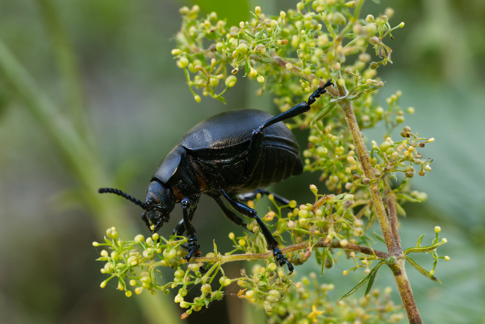 Tatzenkäfer (Timarcha tenebricosa) auf Echtem Labkraut (Galium verum)