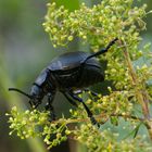 Tatzenkäfer (Timarcha tenebricosa) auf Echtem Labkraut (Galium verum)