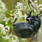 Tatzenkäfer (Timarcha tenebricosa)