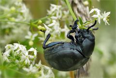 Tatzenkäfer (Timarcha tenebricosa)