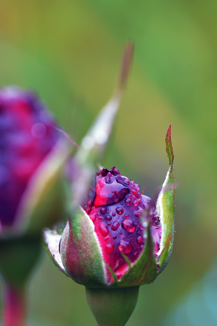 Tau Foto & Bild pflanzen, pilze & flechten, blüten & kleinpflanzen