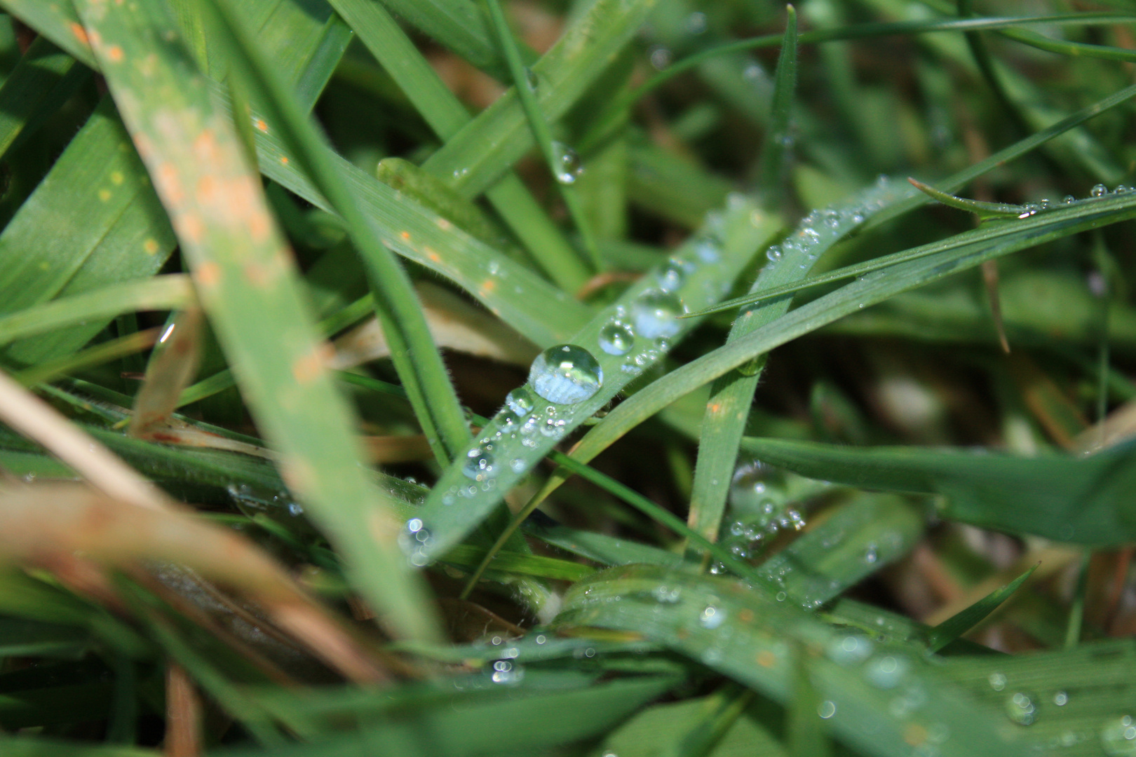 Tau Foto & Bild der zweite Bilder auf