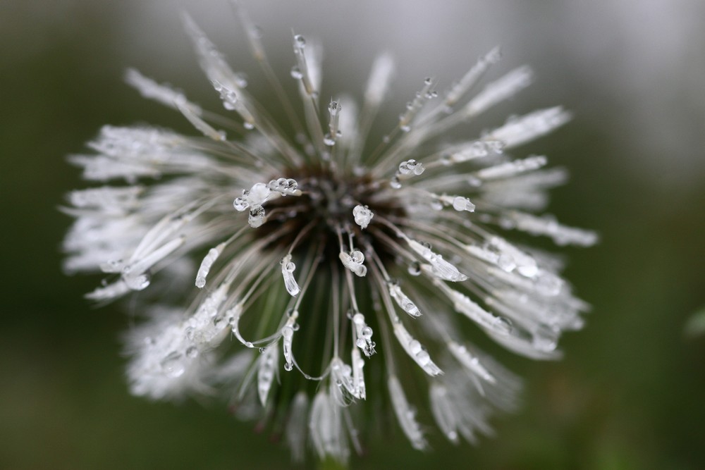 Tau (2) Foto & Bild | pflanzen, pilze & flechten, natur Bilder auf ...