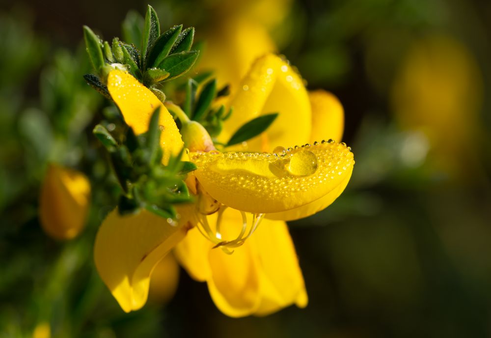 Tau Foto & Bild pflanzen, pilze & flechten, blüten & kleinpflanzen