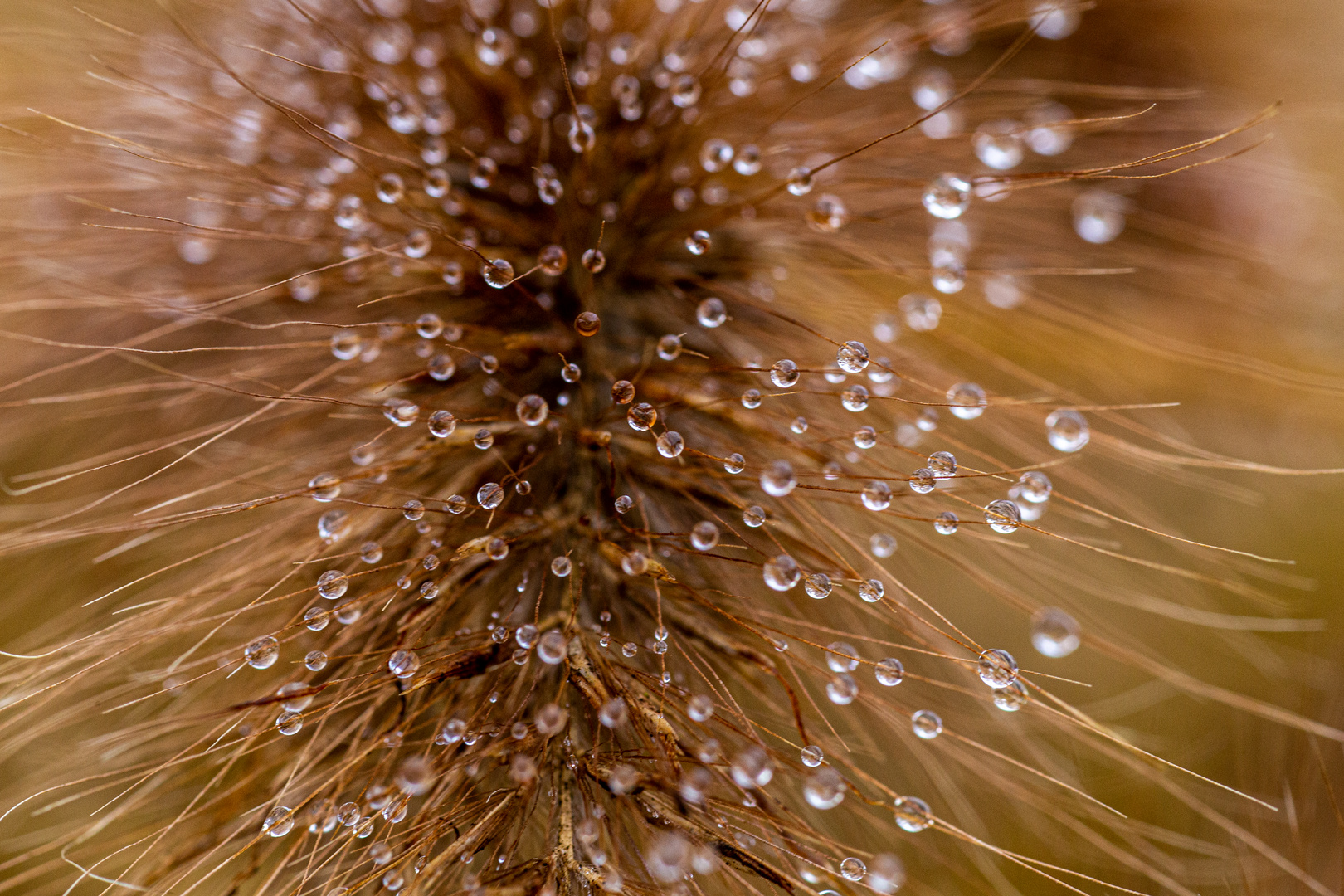 Tau Foto & Bild pflanzen, pilze & flechten, naturmakros, gräser