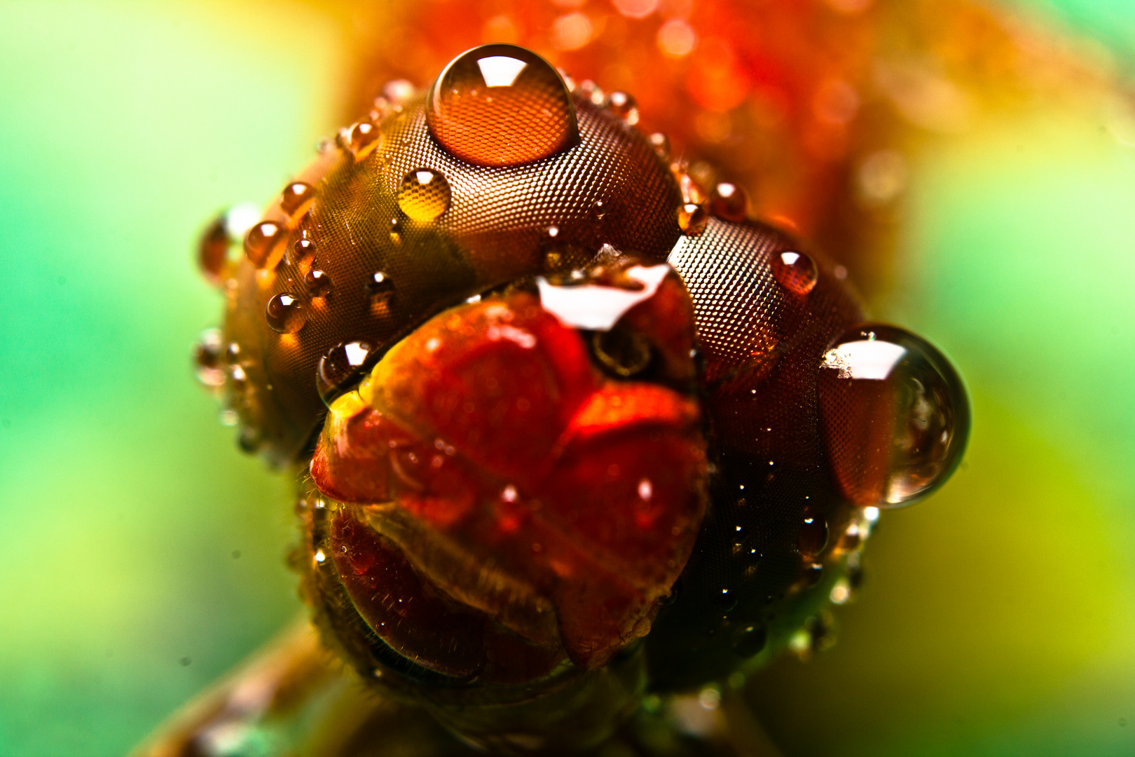 Tau Foto & Bild tiere, wildlife, libellen Bilder auf