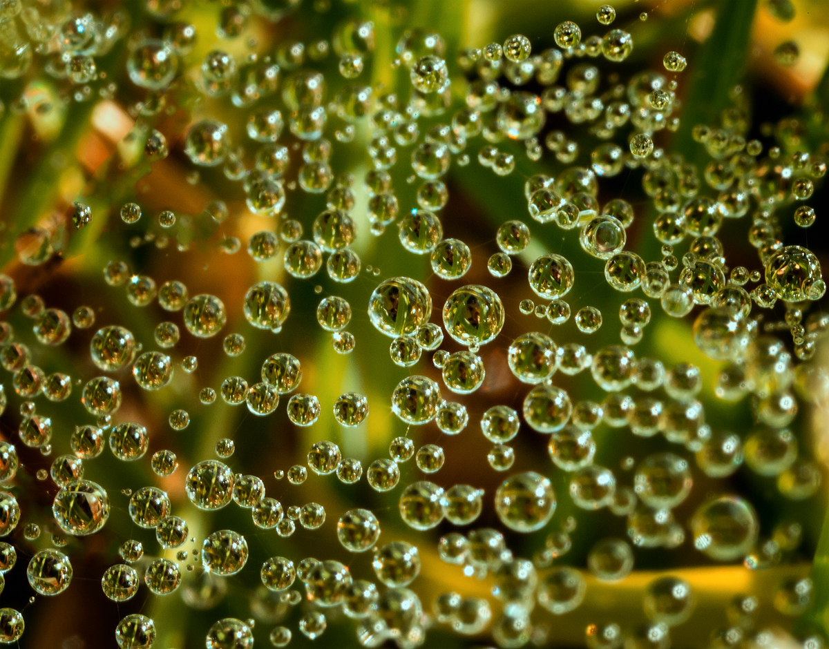 Tau Foto & Bild naturmakros, naturkreativ, aufnahmetechniken Bilder