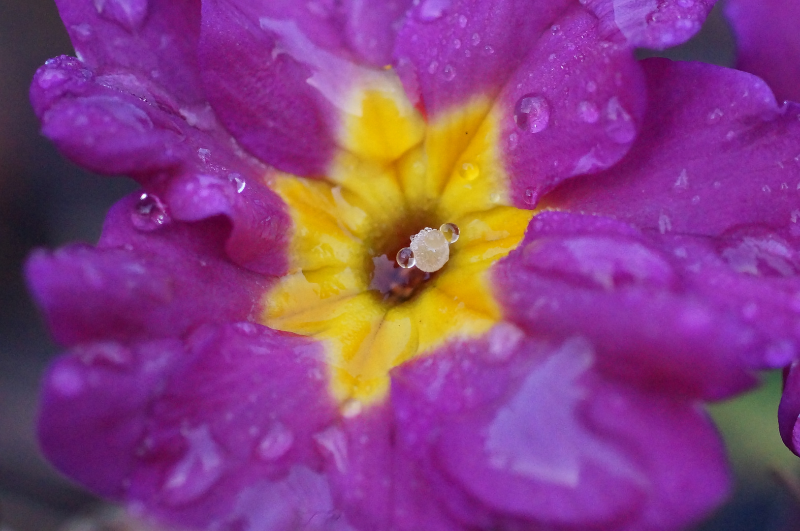 Tau am Blütenstempel