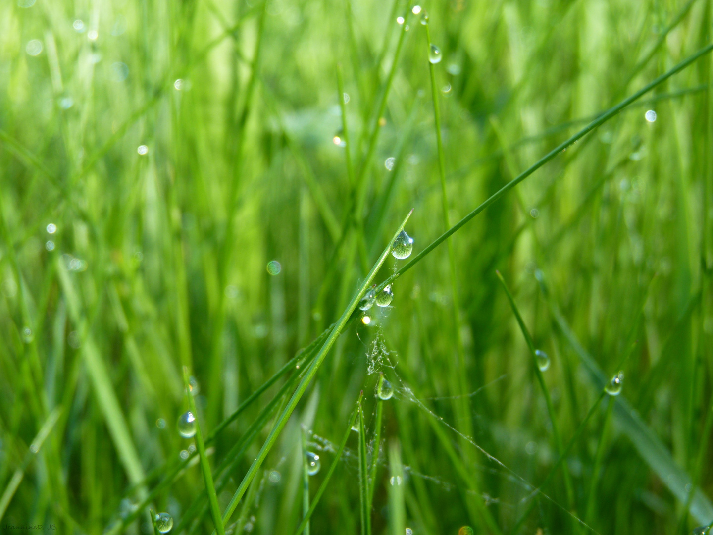 Tau an Gräsern am Foto & Bild pflanzen, pilze & flechten