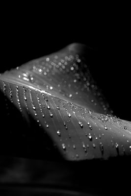 Tau auf Bananenblatt