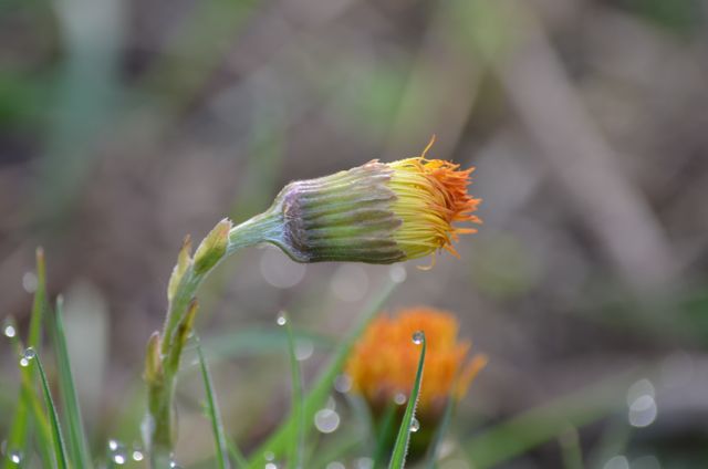 Tau auf Blume