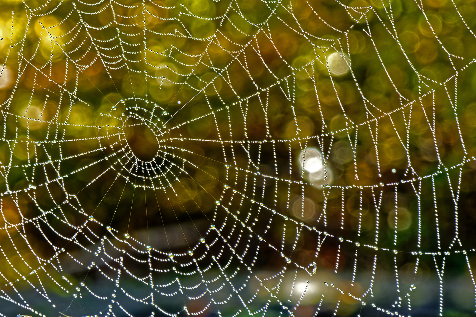 Tau auf hauchzarten Spinnenfäden