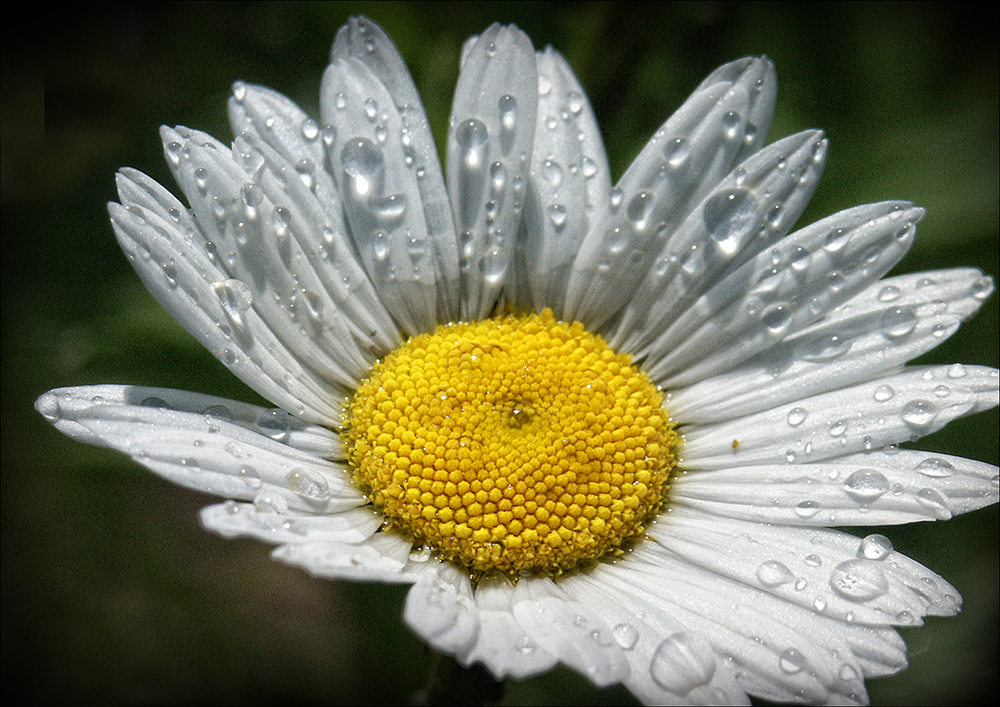 Tau auf Margeritenblüte