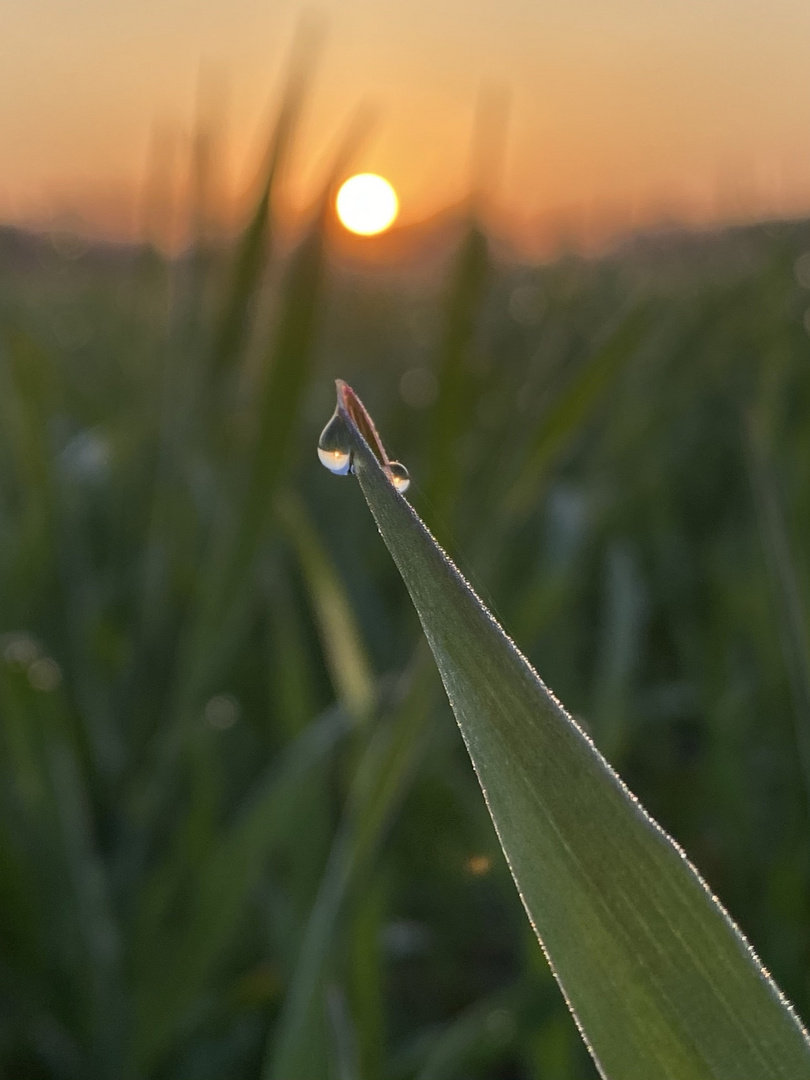 Tau bei Sonnenaufgang 