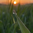 Tau bei Sonnenaufgang 