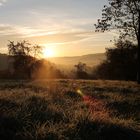 Tau beim Sonnenaufgang