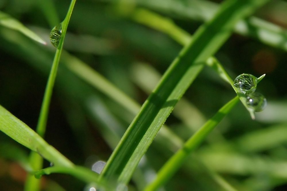 Tau Foto & Bild pflanzen, pilze & flechten, gräser, gras Bilder auf