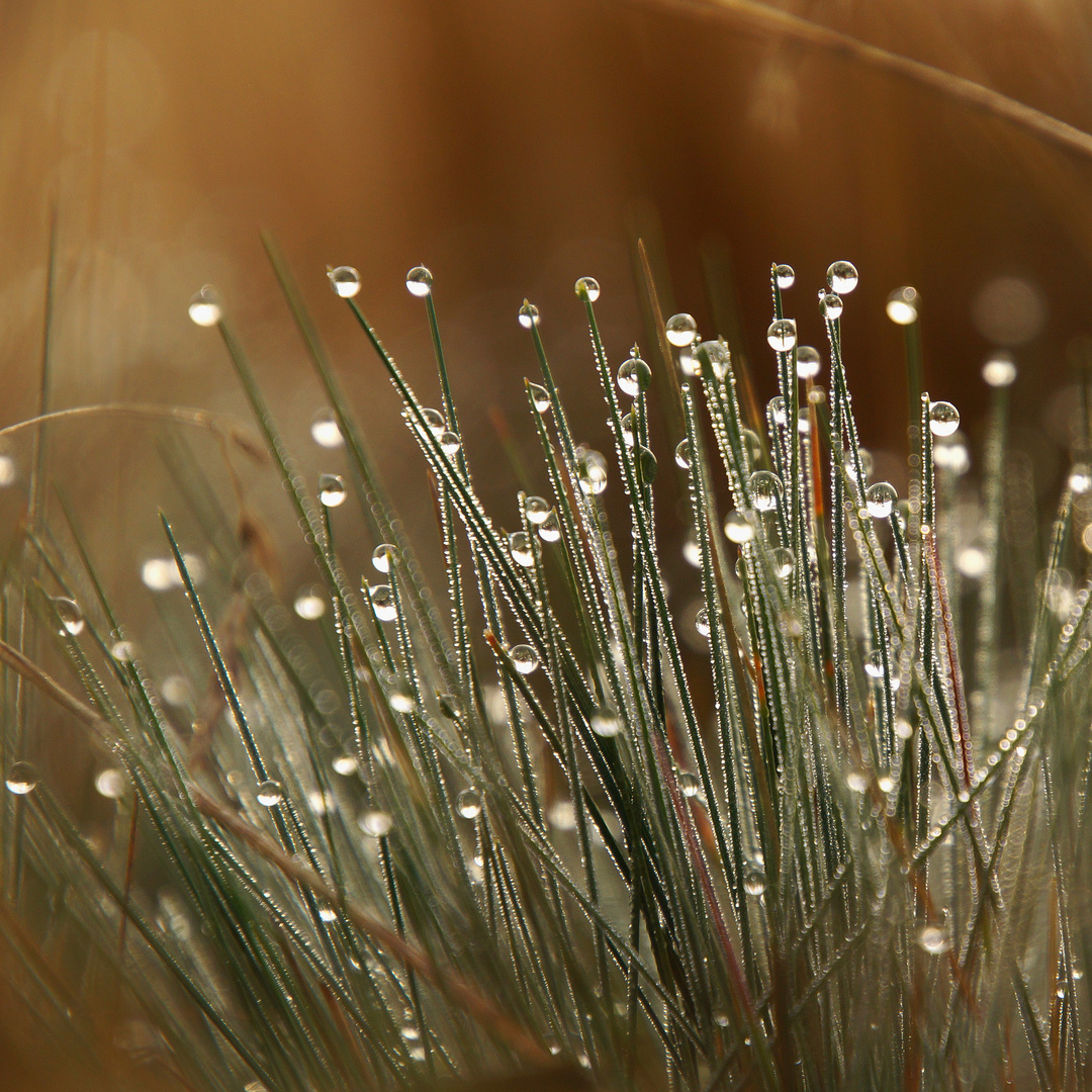 Tau, Gras, Licht