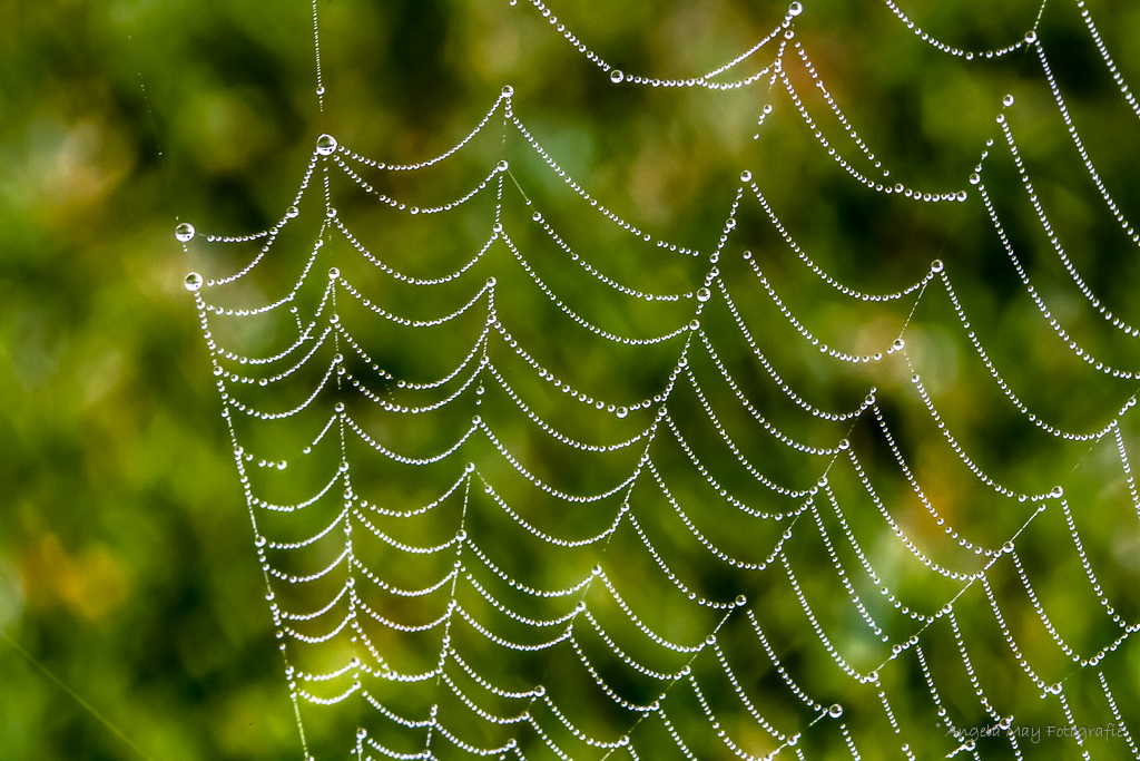 Tau im Spinnennetz