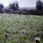 Tau im Spinnennetz