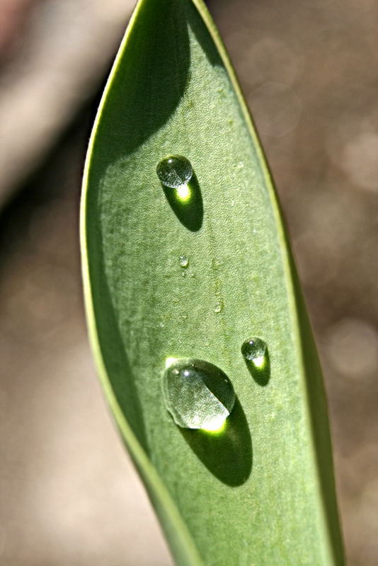 Tau in der Morgensonne