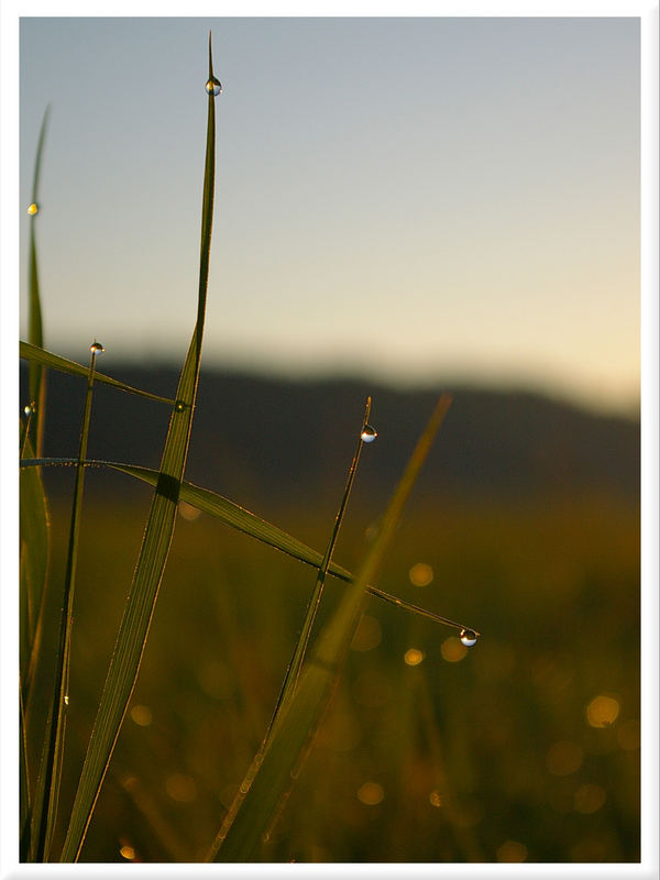 Tau in der Morgensonne