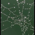 Tau in Spinnennetz