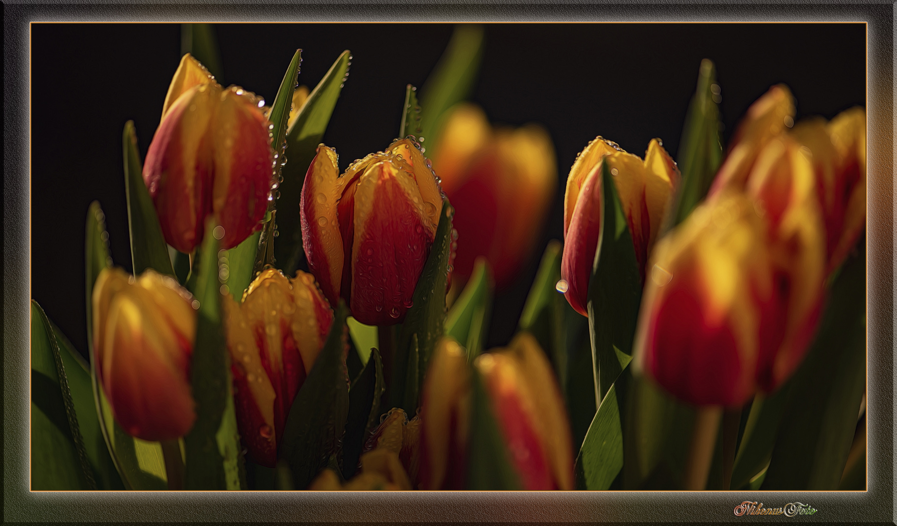 Tau nasse Tulpen