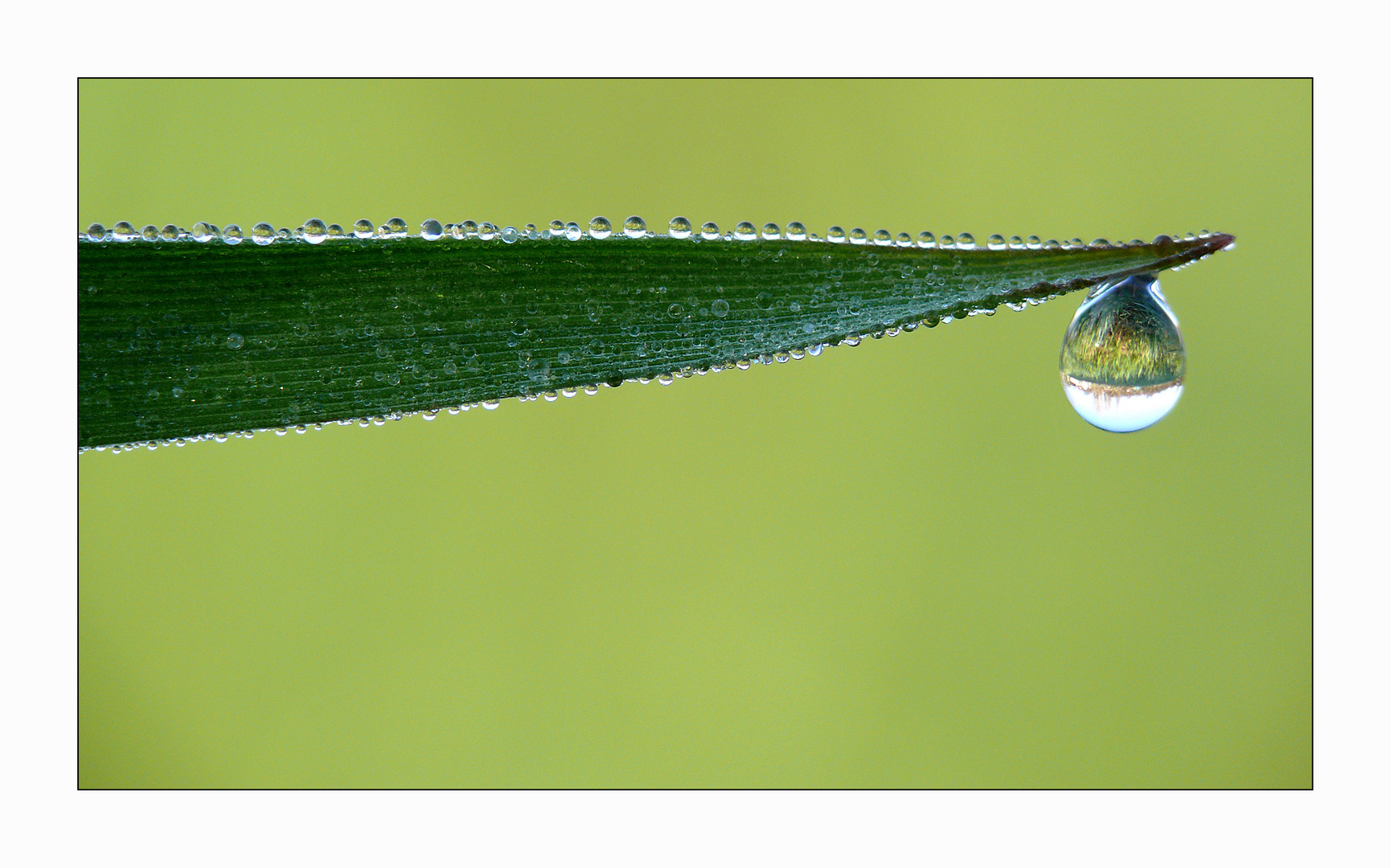 "Tau-Tropfen-Blatt"